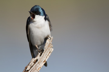 Tree Swallow calling