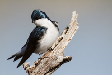 Tree Swallow perched and staring