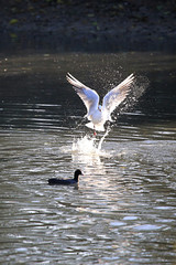 mouette taquine