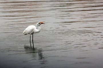 repas de l'aigrette