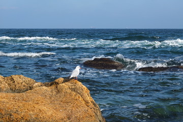Это синее-синее Черное море