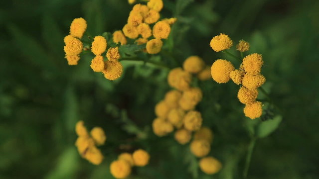Tansy flowers, nature,