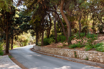 Road through cedar forest to Lycabettus hill in Athens, Greece