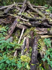 Fototapeta premium Holz , Wurzeln und Brennnesseln