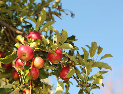 Red apples on branch ready to be harvested. Jonathan apples