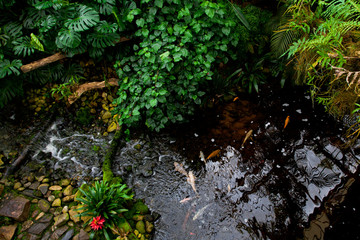 Exotic tropical garden landscape