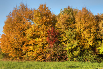 Fototapeta premium Herbstlaub