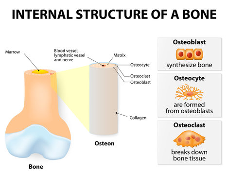 Internal structure of a bone