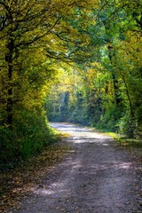 Weg durch Herbst Wald