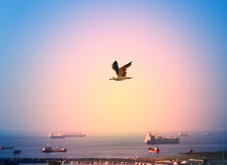 Fototapeta na wymiar Beautiful seagull flying