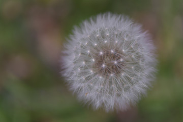 Fototapeta premium Single Isolated Dandelion Head