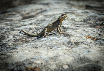 small agamid lizard in ancient rock-hewn town called Uplistsikhe in Georgia