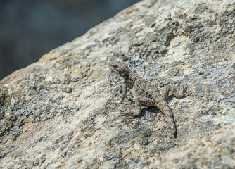 small agamid lizard in ancient rock-hewn town called Uplistsikhe in Georgia