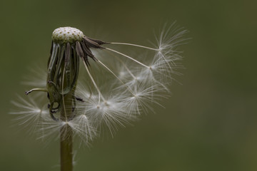 Single Isolated Dandelion Head With Seeds Missing