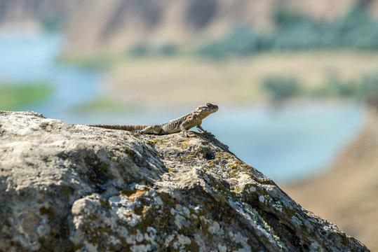 small agamid lizard in ancient rock-hewn town called Uplistsikhe in Georgia