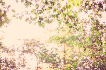 Sfondo di alberi e foglie a colori con boken