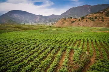 Nepali agriculture