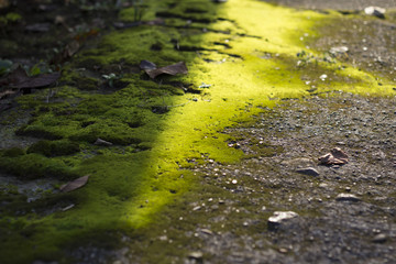 苔の陰影