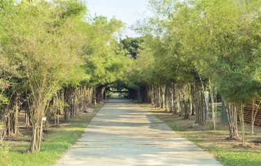 Public park/View of pathway in the public park.