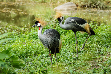 Grey Crowned Crane on green grass