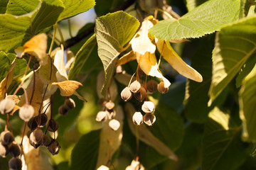 Fototapeta premium linden seeds . Close-up.