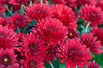 Chrysanthemums in the garden.