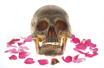 Skull head/Skull head and rose petals on white background.