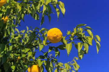 Yuzu: Citrus junos is a kind of Japanese citrus