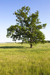   field in summer  