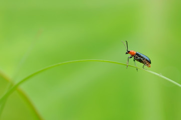 Lonely ladybug on the grass