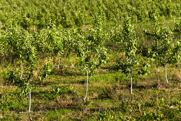 young fruit trees 