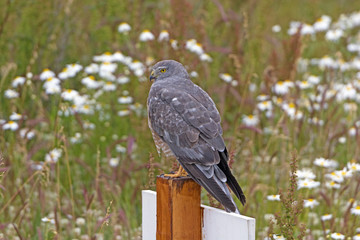 Cinereous Harrier Looking for Prey