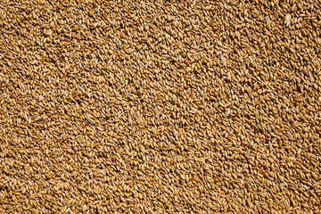 wheat grains .  harvesting