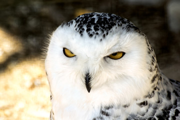 White snowy owl