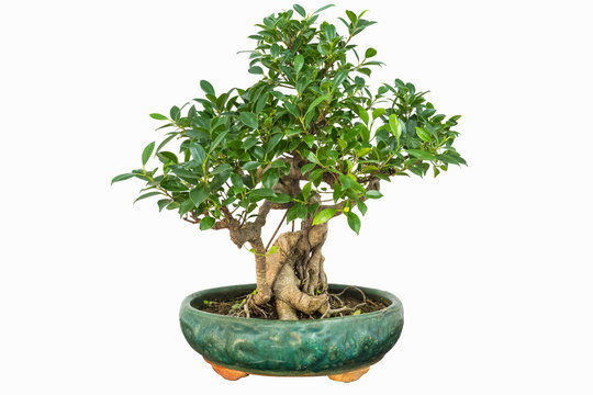 banyan bonsai