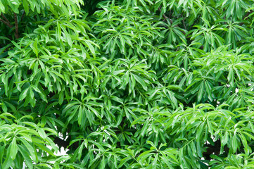green bush