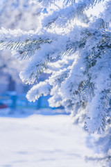 tree branches covered with snow