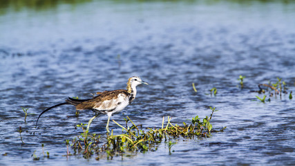 Pheasant-tailed Jacana in Bundala National Park, Sri Lanka