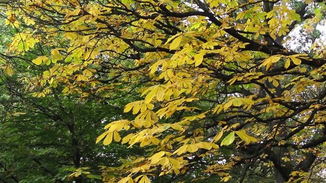Autumn in the park, Coatbridge, Scotland