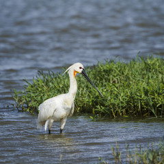 Eurasian spoonbill in Bundala National Park, Sri Lanka