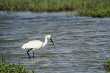 Eurasian spoonbill in Bundala National Park, Sri Lanka