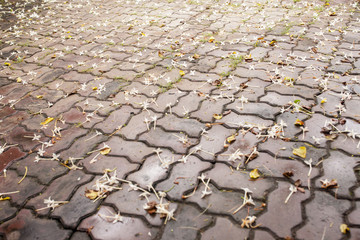 the little flowers on the road 