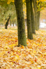 fallen leaves . City Park.