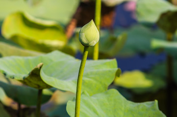 green lotus flower in natural background