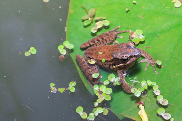 Green frog sitting on a lotus leaf
