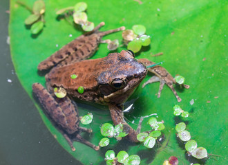 Green frog sitting on a lotus leaf
