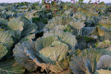 Freshly harvested cabbage in Thailand
