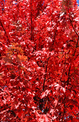 Adirondacks Red Fall Foliage, New York