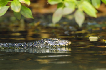 Asian Water monitor in Tangalle, Sri Lanka