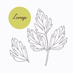 Hand drawn lovage branch with leaves isolated on white - 94694842